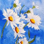 daisies